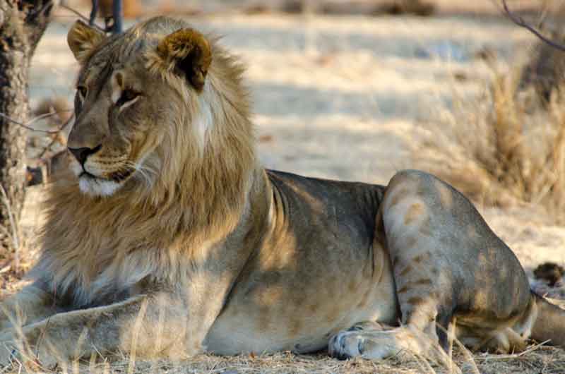 06 - Namibia - leon - parque nacional de Etosha